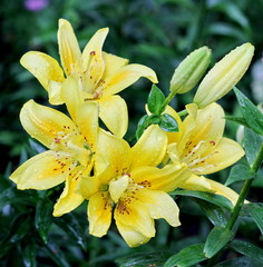 Fototapeta premium Lilies – fine creation of the nature!