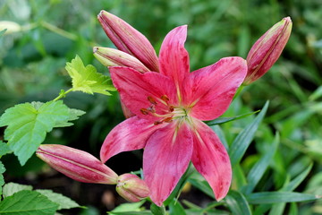 Lilies – fine creation of the nature!