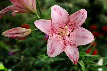 Lilies – fine creation of the nature!