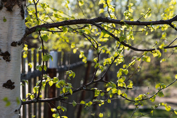 birch branches in spring