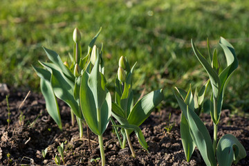Fototapeta premium tulips with closed buds before flowering