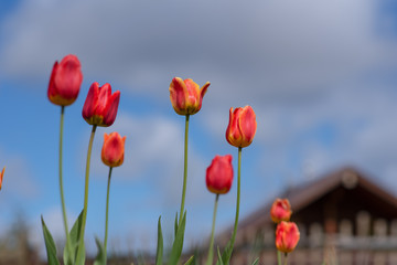 tulips against the sky