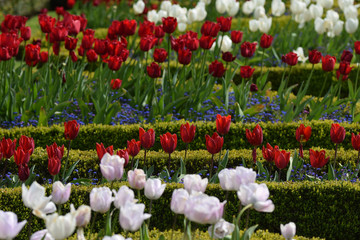 Tulips within a formal garden