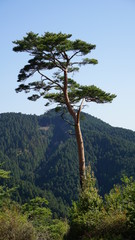 Fototapeta premium Pino solitario