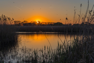 Rieselfelder sunset light sunny day nature