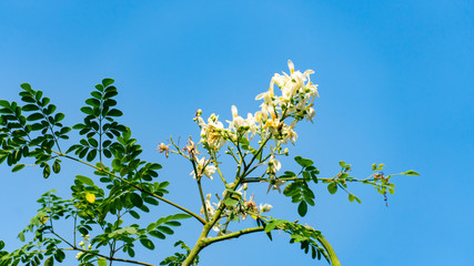 Moringa flower on tree
