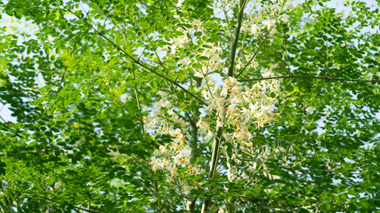 Moringa flower on tree
