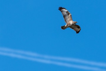 buzzard in flight