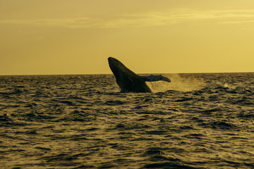 Fototapeta premium 小笠原の海 ジャンプするザトウクジラ