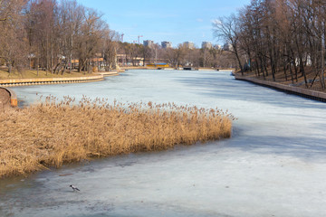 View of new buildings from the Moscow Botanical garden. Crow walking on the ice. Spring, Sunny day. The ice on the pond.