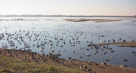 Swans and ducks on the Ouse Washes at the Welney Wetland Centre, Norfolk, England, UK.