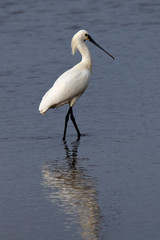 Eurasian Spoonbill wading in shallow water, Hayle Estuary, Cornwall, England, UK.