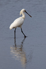 Eurasian Spoonbill wading in shallow water, Hayle Estuary, Cornwall, England, UK.