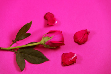 red rose on pink background