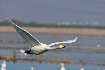 Whooper Swan, adult in flight, Welney Wetland Centre, Norfolk, England, UK.