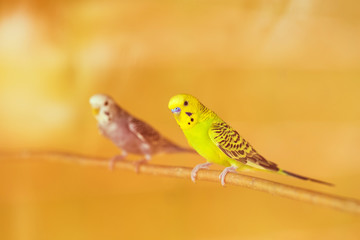 birds on the branch