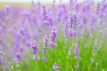 Summer background of lavender flowers. Close up, selective focus.