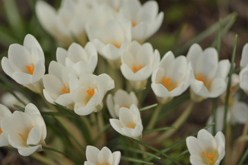 White snowdrops in the spring garden close-up