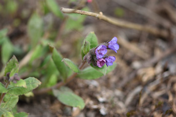 Pulmonária in the spring garden close-up