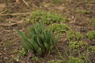 green plant in the garden