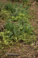 young plants in the garden