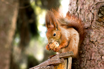 Red squirrel in front on a tree with a nut in paws