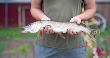 Great catch of fish. pike