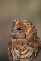 A portrait of a wild Tawny owl (Strix aluca) caught to be banded and ringend in Brandenburg Germany.