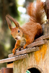 Red squirrel in front on a tree. Forest animals