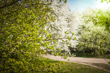 Kwitnące drzewa na wiosnę 