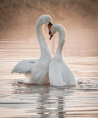 Gordijnen Two swans form a heart shape in a misty sunrise © Mies