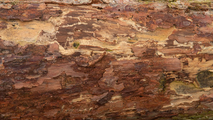 Red and brown colored tree bark with some spots of moss