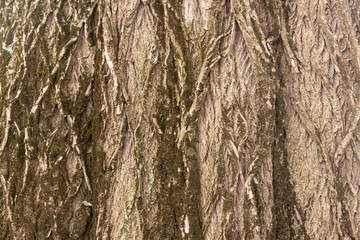 Obraz premium tree bark with some moss