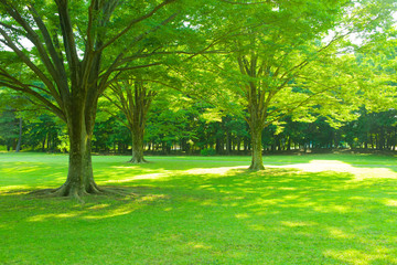 Garden lawn
