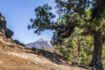 Teide volcano in the branches of Canary pine
