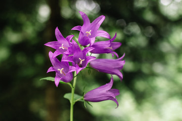 Inflorescence blue bells on a green background