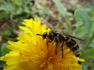 キンケハラナガツチバチ bee