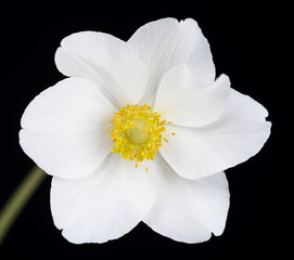 Bright white flower