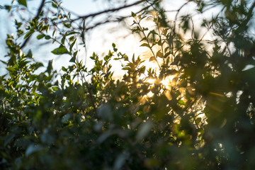 Sun breaks through a bushes at sunset