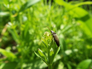 コメツキムシ click beetle
