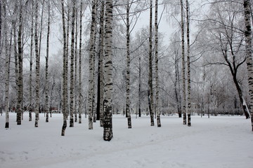 Northern country of the native land. City of Kirov and its vicinities.