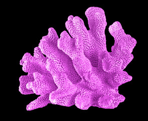 coral isolated on black background © Dmitry