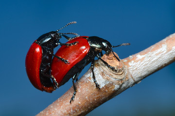 Adults of red leaf beetle (Chrysomela populi) mating