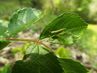 ヤブキリ 幼体 grasshopper