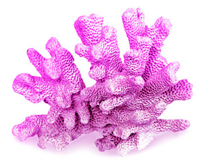 coral isolated on white background © Dmitry