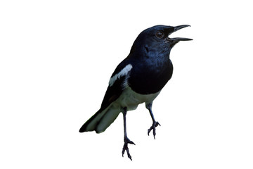 Fototapeta premium Oriental Magpie Robin bird isolated