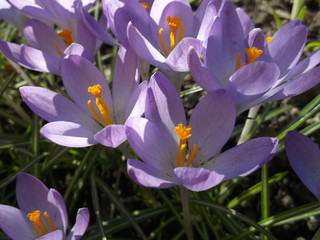 Lilac crocuses close-up. Spring flowers. Beauty of nature. 