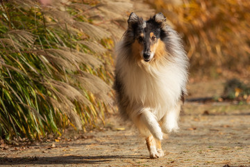 Obraz na płótnie Canvas A beautiful collie with long hair out in nature