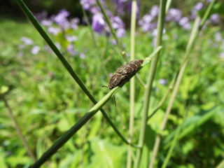 コメツキムシ click beetle