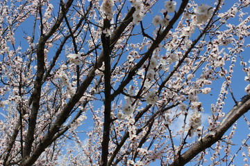 Blooming beautiful tree